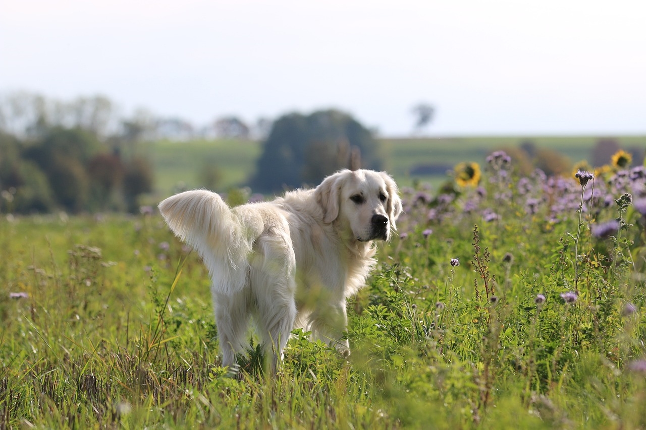 jak zrobić buciki dla psa