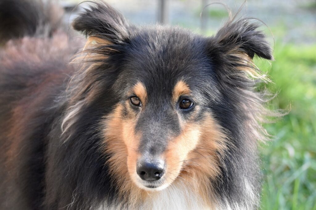 jak zrobić skarpetki dla psa