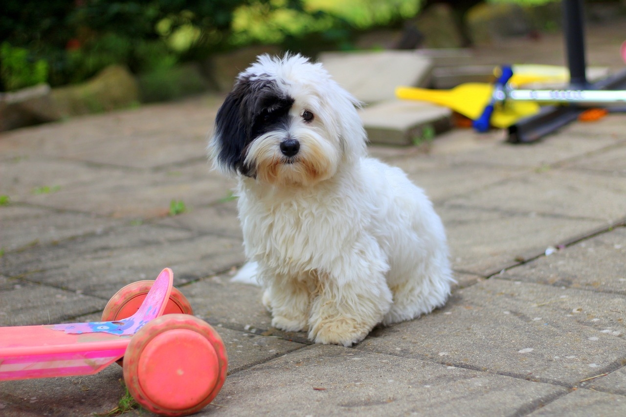 skarpetki dla psa na zimę